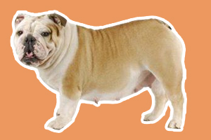 狗狗怀孕了怎么照顾