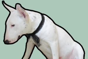 狗狗怀孕了怎么补充营养