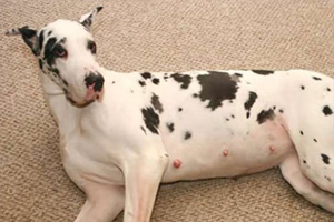 狗狗怀孕了吃什么好