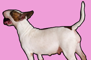 狗狗怀孕了有什么特征