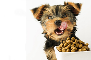 狗粮怎么喂幼犬