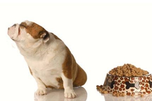 狗狗夏天不爱吃饭怎么办