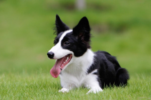 边境牧羊犬吃什么好