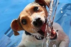 天热狗狗怎么降温