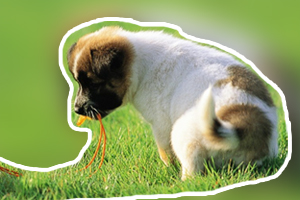 狗狗吃什么补钙