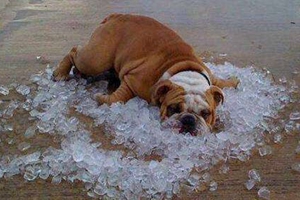 怎么给狗狗降温