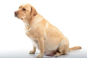 母狗怎么看有没有怀孕