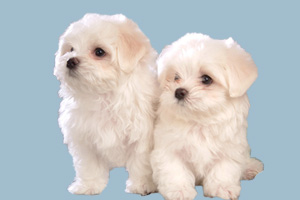 比熊犬怎么看年龄