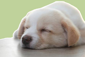 小狗突然随地大小便怎么办