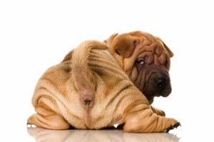 母狗怎么样挤肛门腺