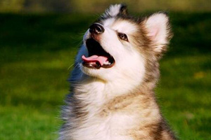 阿拉斯加犬幼犬怎么养