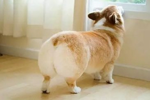 狗狗肛门腺怎么清理