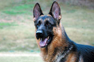 小德牧怎么挑选