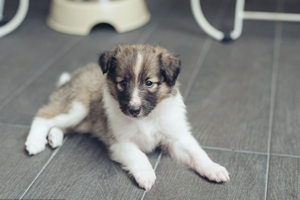 喂养狗狗需要注意什么