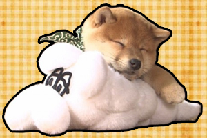 柴犬幼犬怎么看纯不纯