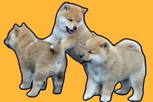 柴犬小时候怎么看品相