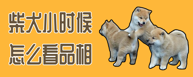 柴犬小时候怎么看品相