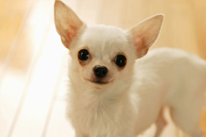 吉娃娃狗吃什么对毛好