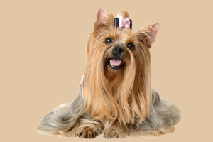 狗狗吃什么对毛好