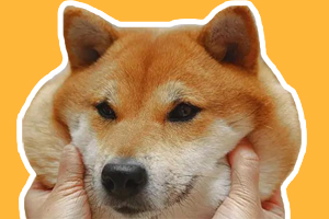 柴犬掉毛厉害怎么办