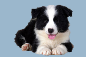 小边境牧羊犬吃什么