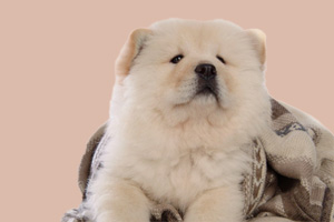 松狮犬的特点有哪些