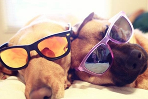 小狗怎么预防中暑