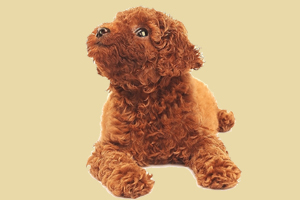 养泰迪犬怎么教大小便