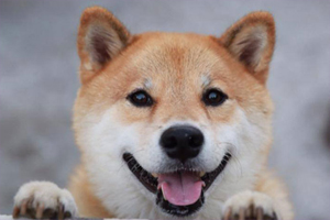 柴犬掉毛厉害怎么解决