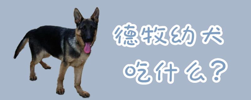 德牧幼犬吃什么