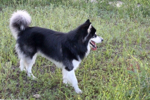 阿拉斯加怎么看纯不纯