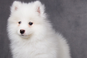 萨摩耶洗澡注意事项有哪些