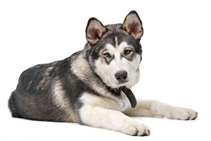 阿拉斯加如何养胖