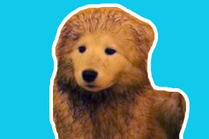 萨摩耶的毛发黄怎么办