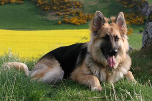 德国牧羊犬吃什么好