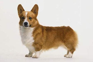 养柯基犬注意事项有哪些