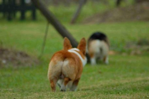 柯基犬怀孕有什么特点