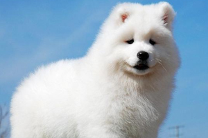 萨摩耶的毛怎么打理