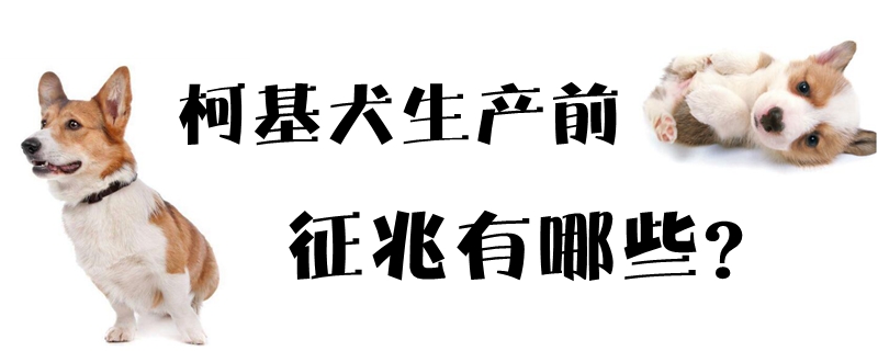 柯基犬生產前徵兆有哪些