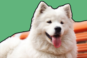 萨摩耶毛发稀少怎么办