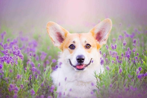 柯基犬怀孕怎么喂食