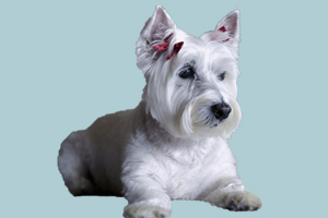 西高地白梗缺点有哪些