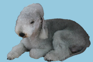 贝灵顿梗特点有哪些