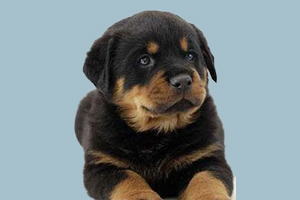 罗威纳幼犬挑选方法是什么