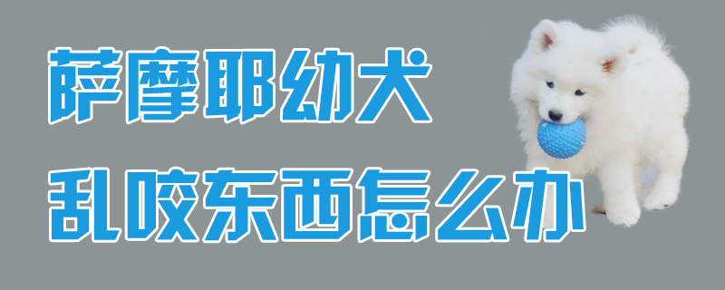 薩摩耶幼犬亂咬東西怎麼辦