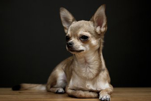 吉娃娃吃什么水果