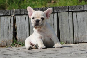 法斗的耳朵不立怎么办