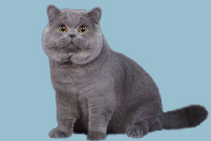 英国短毛猫吃什么食物