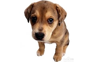 幼犬吃什么长身体