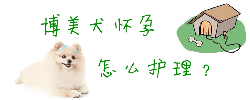 博美犬懷孕怎麼護理